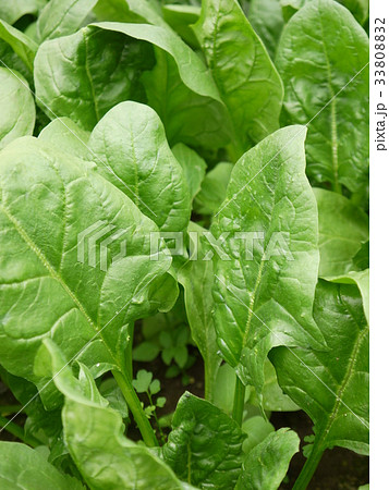 ほうれん草 33808832