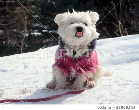 ウェスティ ウェスティ 33809253