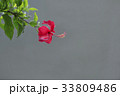 花 花芯 赤 33809486