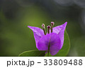 花 花芯 見よ 33809488
