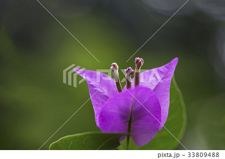 花 花芯 見よ 33809488