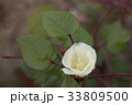 綿 綿綿 クローズアップ 33809500