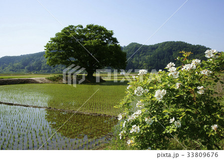 報恩郡 ノイバラ 忠清北道 33809676