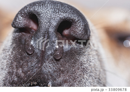 Dog is sick and cold and has a snot. 33809678