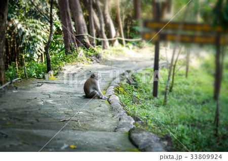 Long-tailed macaque happy. Long-tailed macaque happy. 33809924