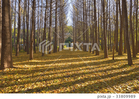 慶北 道理の村 イチョウ 33809989