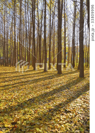 秋 森 イチョウ 33809996
