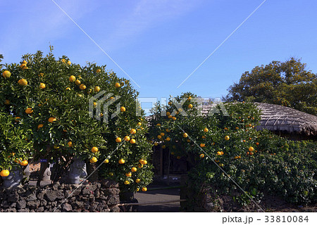 町民俗村 済州島 丸屋 33810084