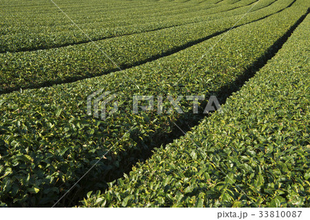 緑茶畑 ドスン多元 西帰浦市 33810087