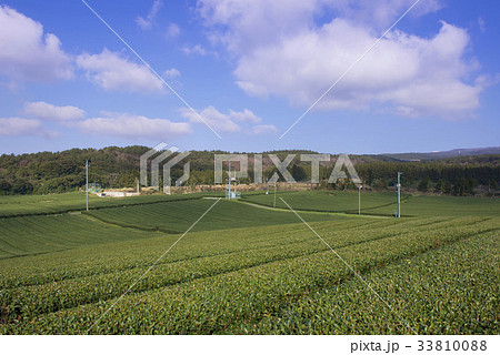 緑茶畑 ドスン多元 西帰浦市 33810088