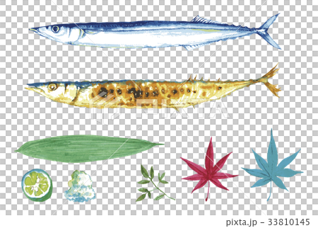 太平洋秋刀魚集合水彩插圖 33810145