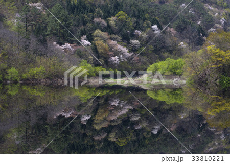 木 全羅南道 韓国 33810221