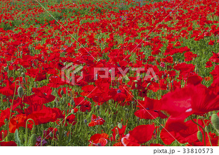 花 花畑 赤 33810573