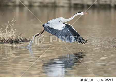 1 １ 羽ばたき 33810594