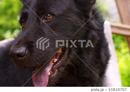 Caucasian Shepherd Dog 33810707