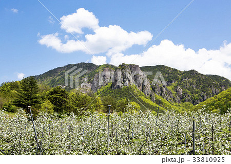 慶北 リンゴの木 リンゴ畑 33810925