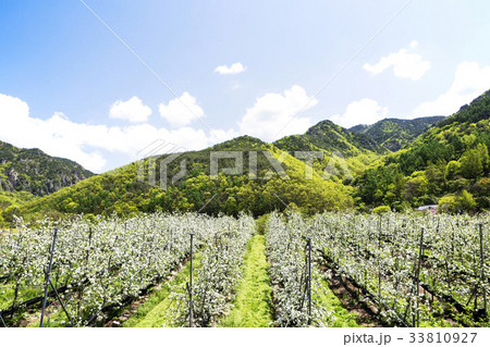 ブドンミョン リンゴの木 リンゴ畑 33810927