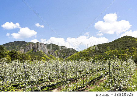 慶北 リンゴの木 リンゴ畑 33810928