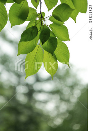 木 桜 葉 33811322
