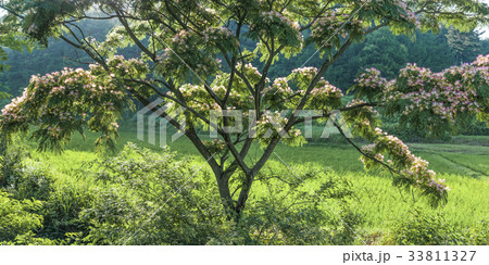 保寧市 ネムノキ 忠南 33811327