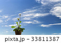雲 タンポポ 空 33811387