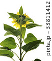 花 植物 クローズアップ 33811412
