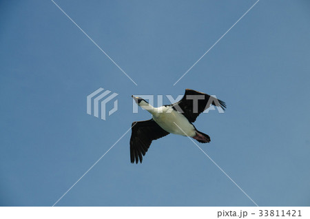 South Georgian Imperial Shags 33811421