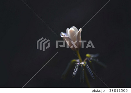 花 キジの風花 野生の花 33811506