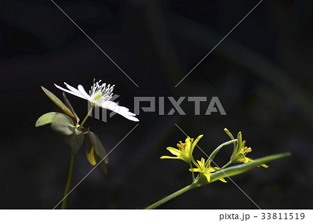 キジの風花 野生の花 中凡そ 33811519