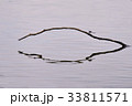 枝 昆虫 反射 33811571