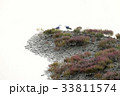 2 カモメ 水 33811574