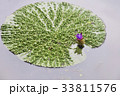 蓮 大きい時蓮 大きい時蓮の葉 33811576