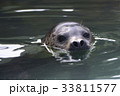 水 アザラシ 前顔 33811577