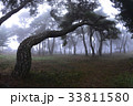 松 霧 忠清北道 33811580