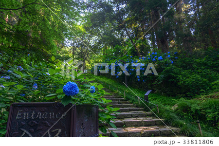 参道に咲く紫陽花 参道に咲く紫陽花 33811806