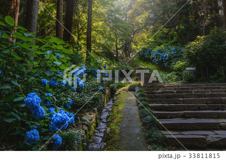 参道に咲く紫陽花 参道に咲く紫陽花 33811815