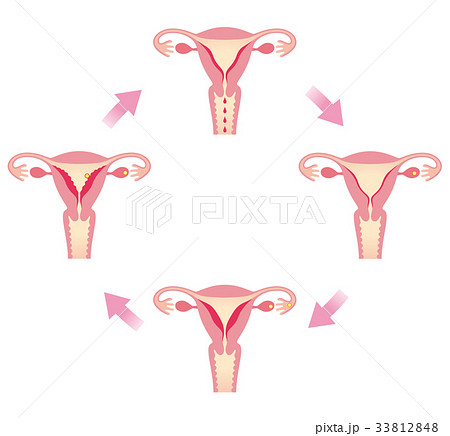 生理周期と子宮内膜の変化のイラスト素材