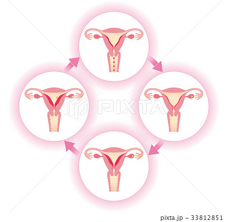 生理周期と子宮内膜の変化 33812851
