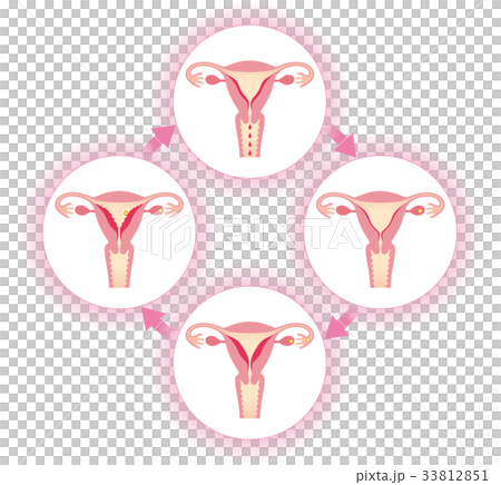 生理周期と子宮内膜の変化 33812851