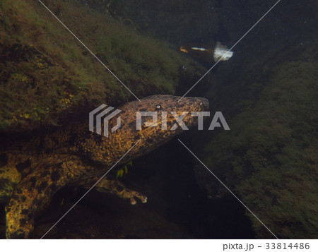 オオサンショウウオ 33814486