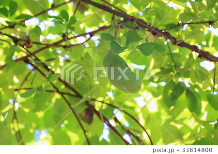 アケビの実 33814800