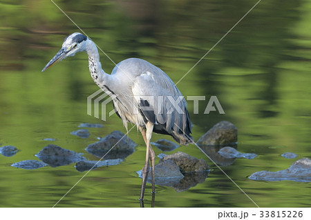 アオサギのいる風景 33815226