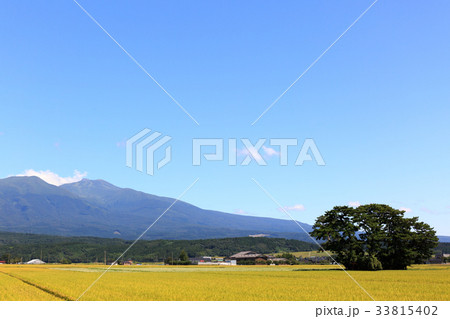 鳥海山と稲 33815402