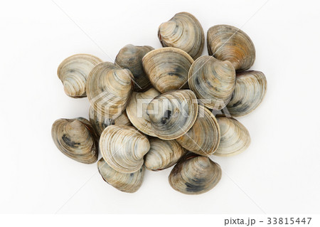 ホンビノス貝 33815447