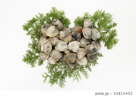 ホンビノス貝 ホンビノス貝 33815452