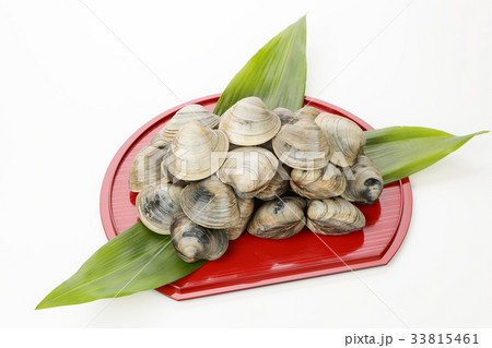 ホンビノス貝 33815461