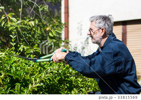 Gardener trimming hedgerow with gardening scissors Gardener trimming hedgerow with gardening scissors 33815569