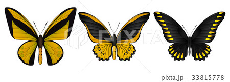 Set of colorful realistic butterflies Set of colorful realistic butterflies 33815778