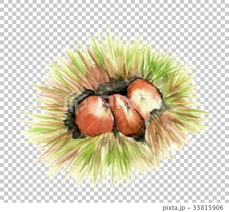 イガグリのイラスト素材