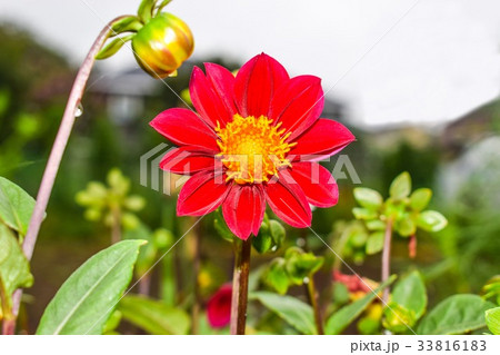 赤いダリア（シングル咲き） 33816183